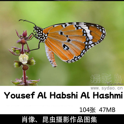 104张蝴蝶昆虫、肖像家庭摄影作品图集欣赏，阿联酋摄影师Yousef Al Habshi Al Hashmi作品集图片素材
