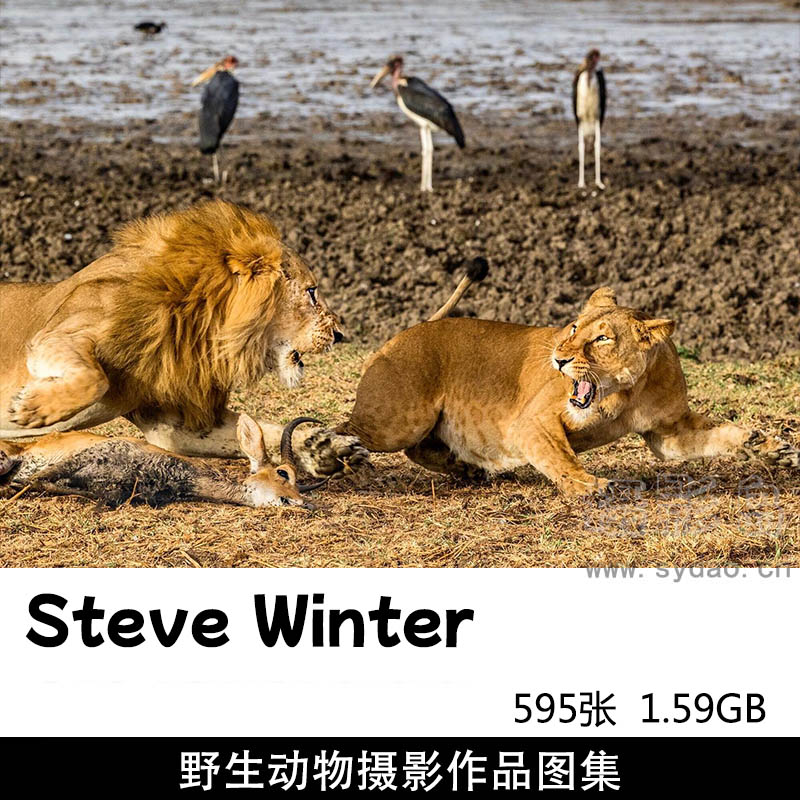 595张狮子老虎豹子等野生动物摄影作品图集欣赏，美国摄影师Steve Winter作品集图片素材
