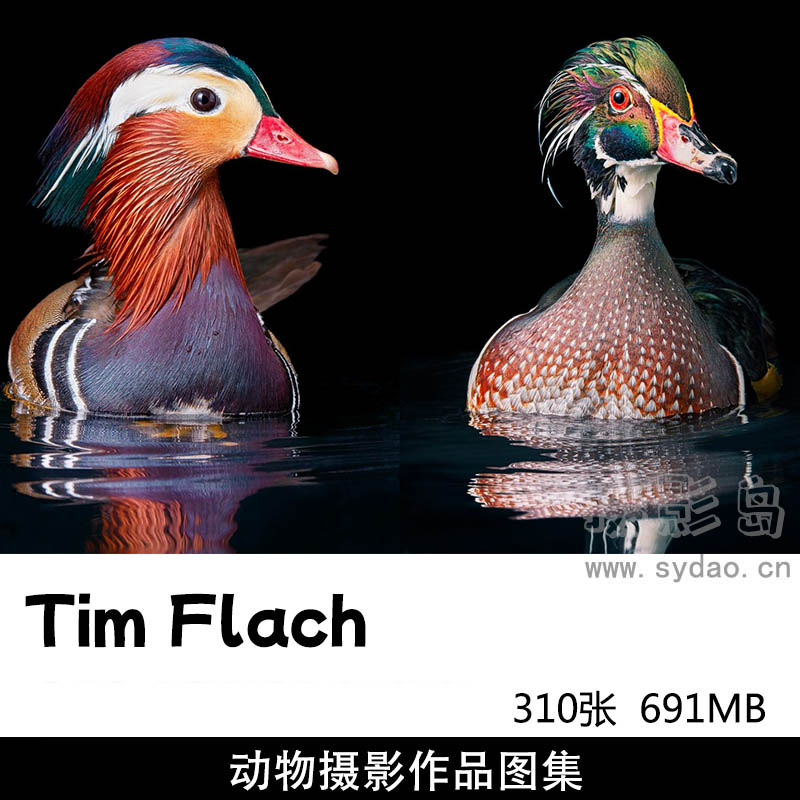 310张鸟类、骏马、狗、濒危野生动物摄影作品图集欣赏，英国摄影师Tim Flach作品集图片素材