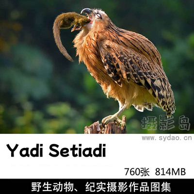 760张鸟类动物、纪实摄影作品图集欣赏， 印度尼西亚摄影师Yadi Setiadi作品集图片素材