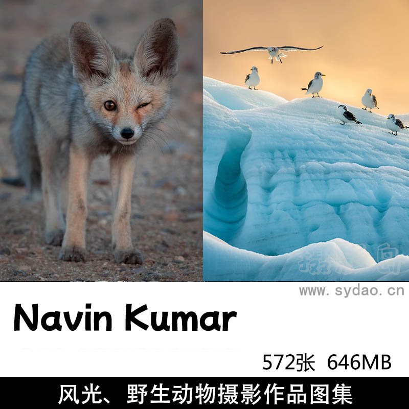 572张野生动物、自然风光摄影作品图集欣赏，科威特摄影师Talal Al Rabah作品集图片素材