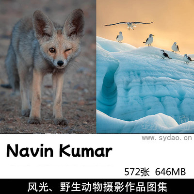 572张野生动物、自然风光摄影作品图集欣赏，科威特摄影师Talal Al Rabah作品集图片素材