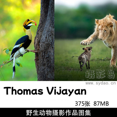 375张老虎狮子等野生动物摄影作品图集图库欣赏，印度摄影师Thomas Vijayan作品集图片素材
