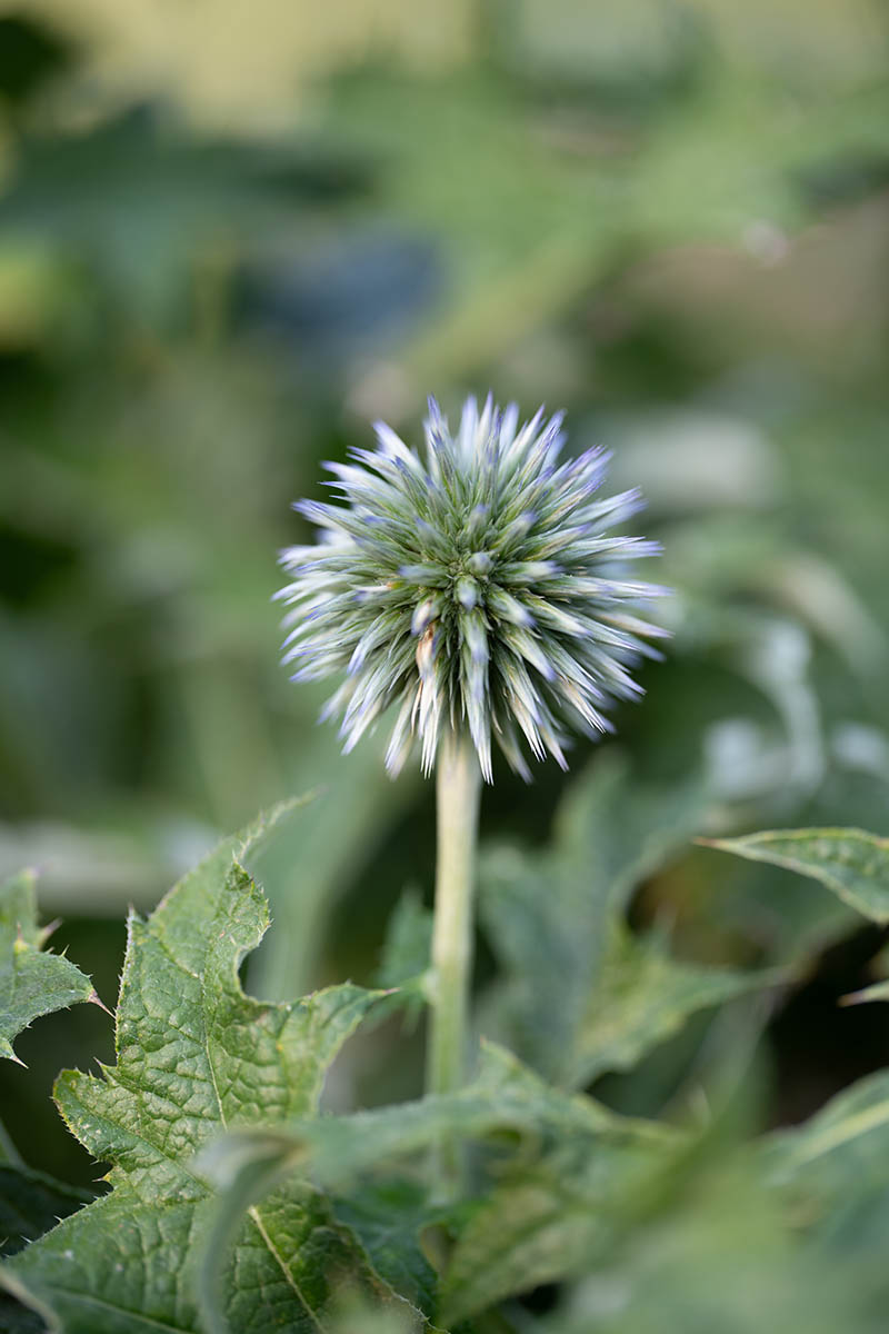 索尼百微微距镜头FE 100mm F2.8 Macro GM 样片街拍花草昆虫原片相机大图直出raw素材