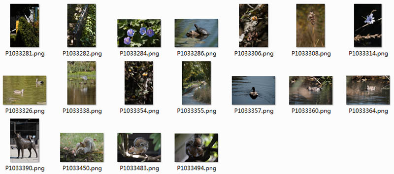 松下 Lumix S 100-500mm F5-7.1 OIS长焦镜头样品野生动物风光花草raw原片
