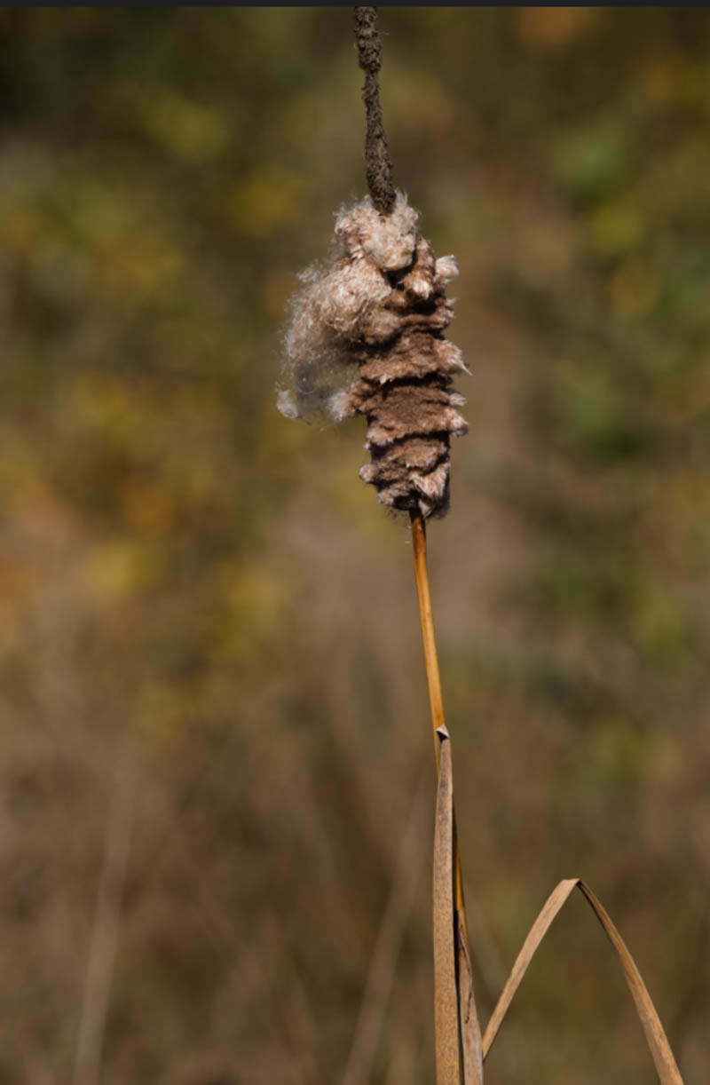 松下 Lumix S 100-500mm F5-7.1 OIS长焦镜头样品野生动物风光花草raw原片