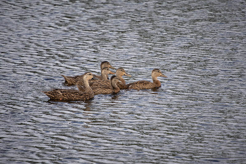 腾龙大变焦镜头18-300mm F3.5-6.3样片风光街景建筑raw原片
