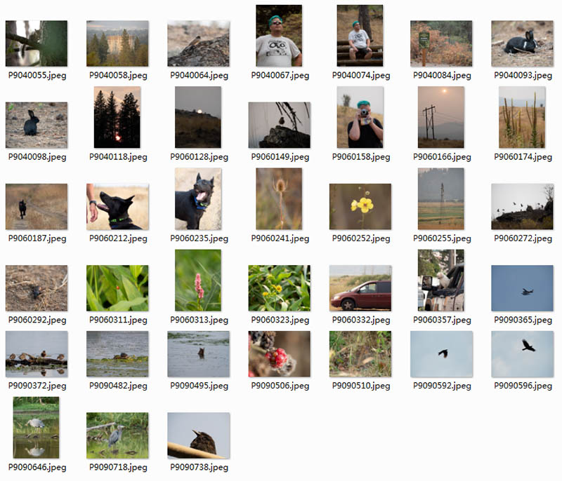 奥之心OM System M.ZUIKO DIGITAL ED 50-200mm F2.8 IS Pro镜头raw长焦打鸟原片