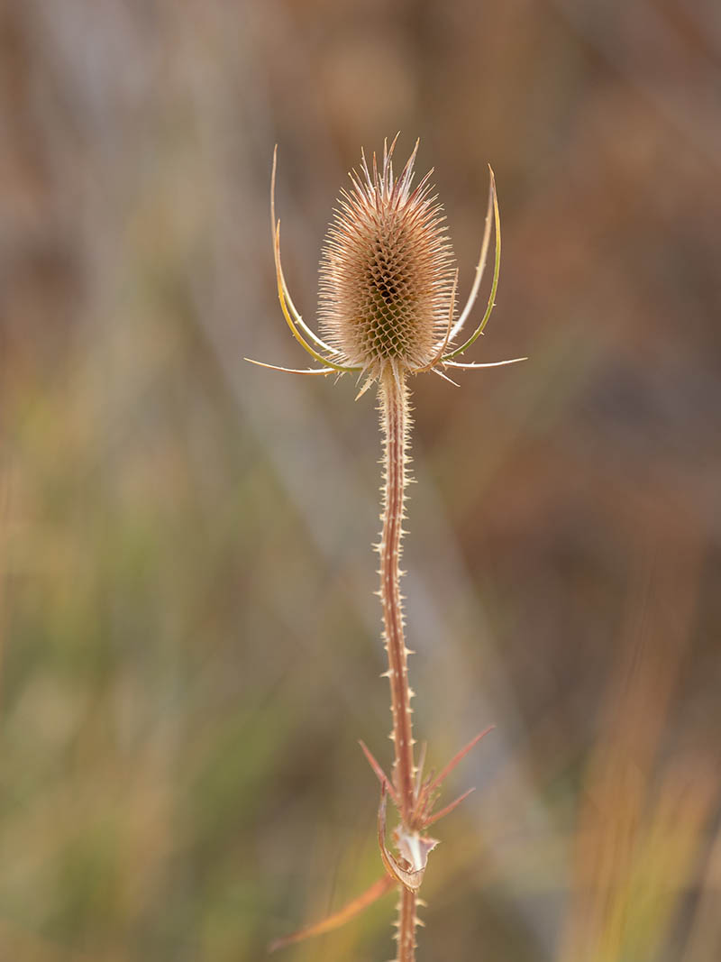 奥之心OM System M.ZUIKO DIGITAL ED 50-200mm F2.8 IS Pro镜头raw长焦打鸟原片